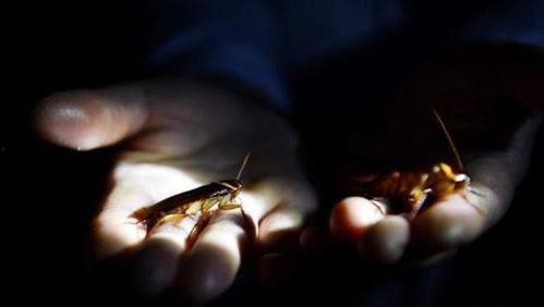 娱乐吃瓜酱美洲大蠊,娱乐吃瓜酱中的神秘生物揭秘